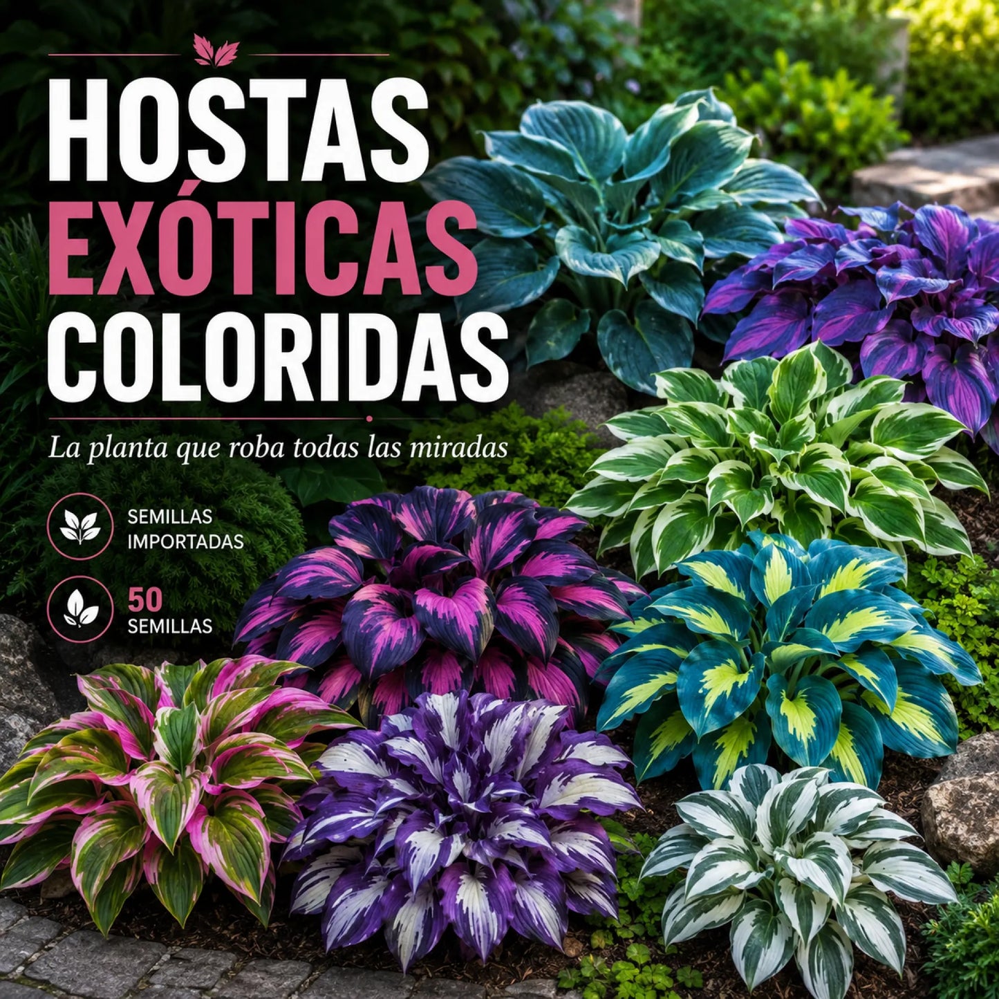Hostas Exoticas BOLSA DE SEMILLAS SURTIDAS | PRODUCTO IMPORTADO